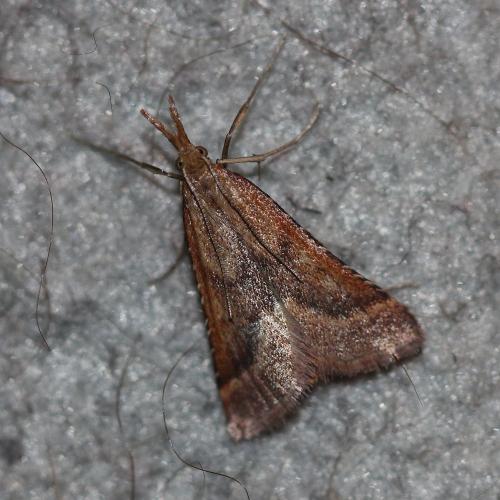 Réf. 352 981 : Synaphe punctalis